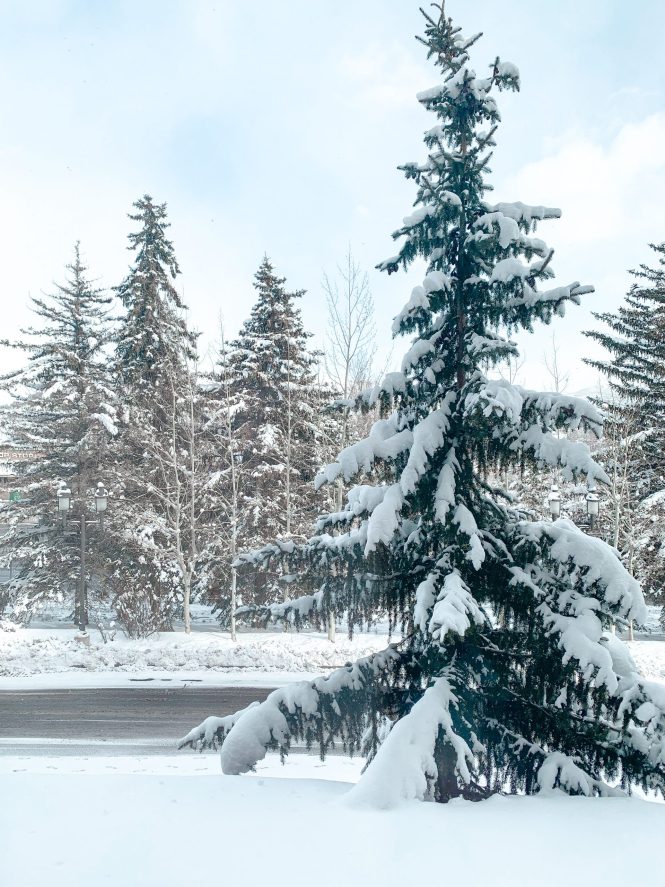 snow-covered christmas tree in utah